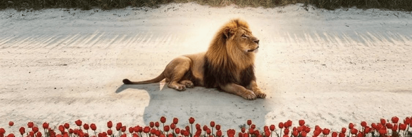 ‌سینا باقرزاده اصل‌'s header picture