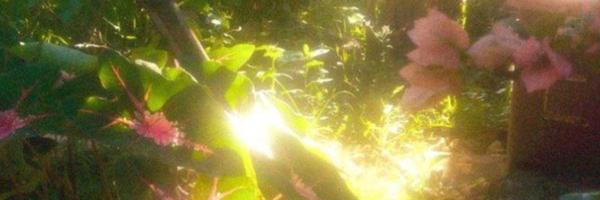 ‌پیرزن جنگلی(شدوبن شده)‌'s header picture
