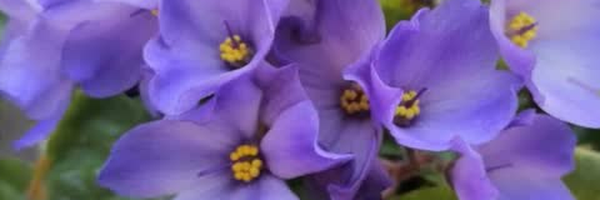 ‌فائقه ب، ح، ب‌'s header picture