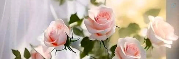 ‌فاطمه محمدیان‌'s header picture