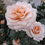 Profile picture of ‌پری‌‌