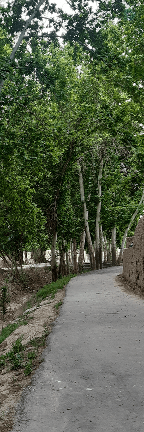 ‌صفورا مرادی‌'s header picture