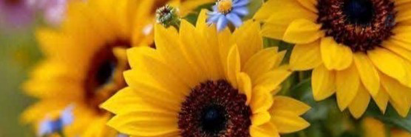 ‌صبا‌'s header picture
