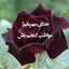 Profile picture of ‌علی‌