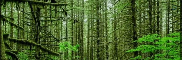 ‌محمد آزادگان🌱‌'s header picture