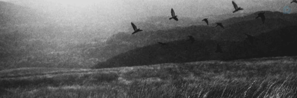 ‌zhra‌'s header picture