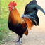 Profile picture of ‌خروس خوژتیپ 🐓 مرغ مرا پیدا کنید‌