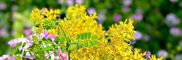 ‌گلبانو مهاجری از توییتر‌'s header picture