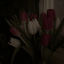 Profile picture of ‌𝐇𝐚𝐧𝐢𝐞𝐲𝐡‌